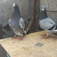 پلاکی گرفته