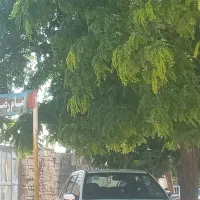 فقد معاوضه با گوسفند مدل ۹۳