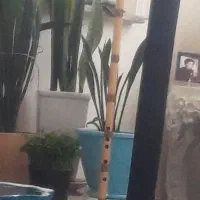 نی استادمحمودرسولی وکیفش