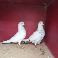 کبوتر  پروازی