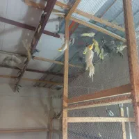 عروس مولد ۱۰۰ درصد گله ای|پرنده|چمستان, |دیوار