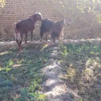 بز با بزغاله نر جیره خور|حیوانات مزرعه|نیشابور, چمبران|دیوار