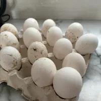 تخم قو غاز