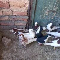 کفتر رنگی|پرنده|قزوین, |دیوار