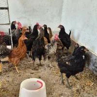 جوجه مرغ وخروس محلی .زینتی و لاری|حیوانات مزرعه|کازرون, |دیوار