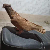 یجفت ماده ابادانی|پرنده|شهرکرد, |دیوار