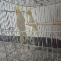 عروس هلندی بالغ لوتینیو تخم و جوجه ای|پرنده|زابل, |دیوار