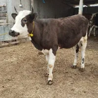 تلیسه گاو قربانی چاق پرگوشت نزاییده و دودندان