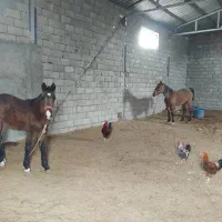 سوله و خانه مسکونی