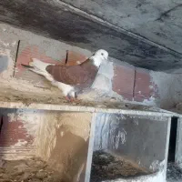 یه جفت شازده نر ماده