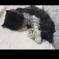 گمشده|حیوانات|مشهد, توس (بلوار توس)|دیوار