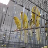 تعدادی نر بلند سوپر تنه دار|پرنده|تهران, دانشگاه شریف|دیوار