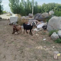 فروش بز پاکستانی به همراه دو بزغاله نر