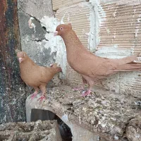 کبوتر رنگه پشتی