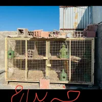 قفس آهنی جفتگاه