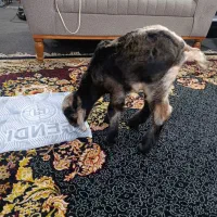 بز شیری هفت روزه