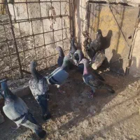 مگس وسبزفروشی