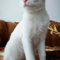 واگذاری گربه خانگی نژاد دار