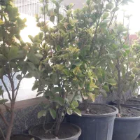 شمشاد طلایی|گل و گیاه طبیعی|گلبهار, شهر جدید گلبهار|دیوار