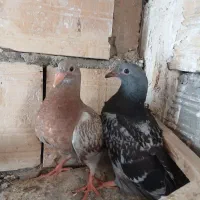 کفتر