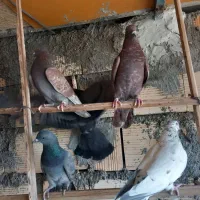 کبوتر چملگی وتکی چ ا ه س ت ا ن|پرنده|بندرعباس, |دیوار