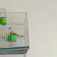 قناری ماده آماده نر آماده قیمت ماده900 نر 1200