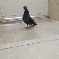 سه تا طوقی قاب ماده زاغ آبادانی عطقیه|پرنده|خمینی‌شهر, |دیوار