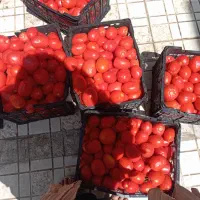 گوجهفرنگی مخصوص رب