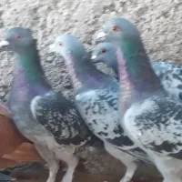 ده کبوتر پلاکی|پرنده|خورموج, |دیوار