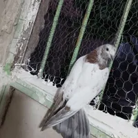نر کله ای اصیل و جوجه  ب شرط|پرنده|آسارا, |دیوار