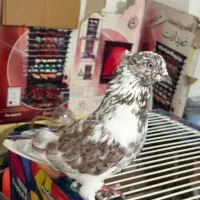 کفتر گرگی کاکلی|پرنده|اردبیل, |دیوار