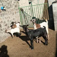 سه عدد بز|حیوانات مزرعه|اهر, |دیوار