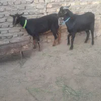 دوراس بزغاله نر و ماده مورسیا. فروشی|حیوانات مزرعه|تایباد, |دیوار