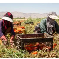 انجام تمامی خدمات کشاورزی
