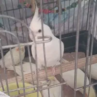 عروس هلندی مولد واقعی