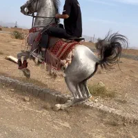 فروش نریان کرد