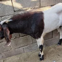 فروش نری و گیسه