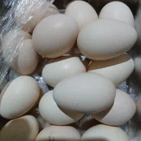 تخمه مرغ نطفه دار