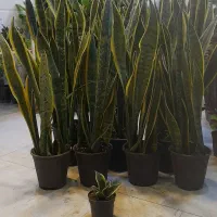 سانسوریا پا بلند شمشیری ابلق پُرغلاف سطل 4