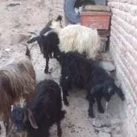 ۴ عدد بزغاله