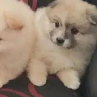 توله پامرانین