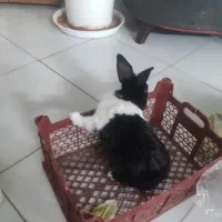 فروش خرگوش خانگی|موش و خرگوش|یزد, |دیوار