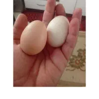 تخم مرغ محلی تازه ارگانیک