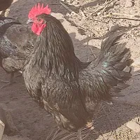 فقط سه عدد خروس استرالوپ مانده