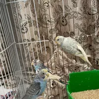 مرغ عشق جوان|پرنده|رشت, استادسرا|دیوار