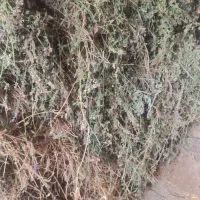 یونجه درجه یک|خدمات باغبانی و درختکاری|مشگین شهر, |دیوار