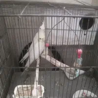 عروس هلندی مولد