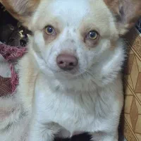 سگ پامر روباهی اسمول سایز