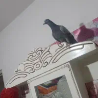 کبوتر زیبا|پرنده|نیشابور, هفده شهریور|دیوار