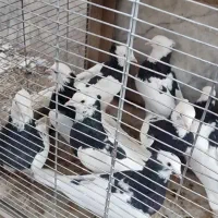 طوقی|پرنده|رفسنجان, |دیوار